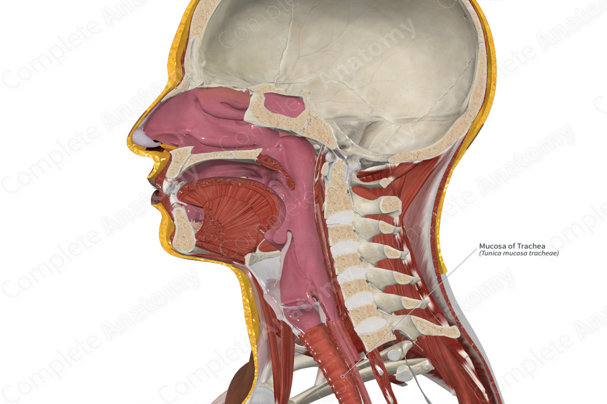 Mucosa of Trachea