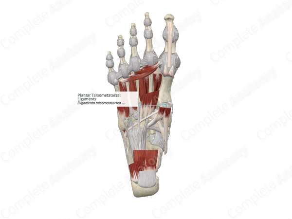 Plantar Tarsometatarsal Ligaments