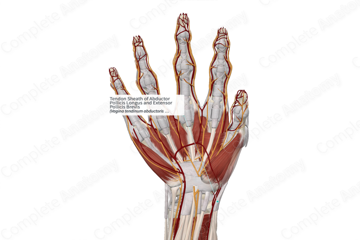 Tendon Sheath of Abductor Pollicis Longus and Extensor Pollicis Brevis 