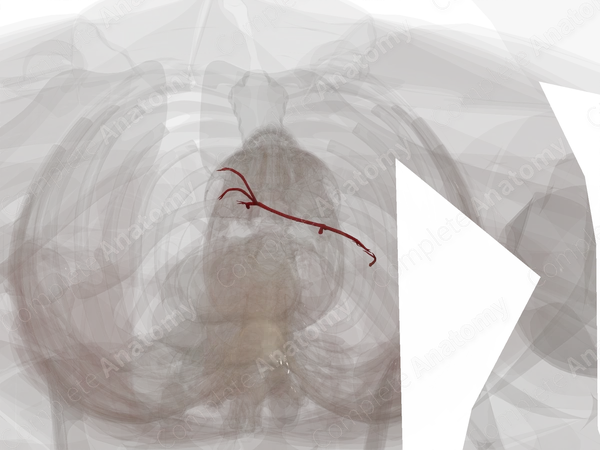 Pancreatic Branches of Splenic Artery
