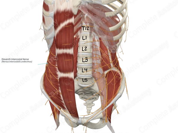 Eleventh Intercostal Nerve