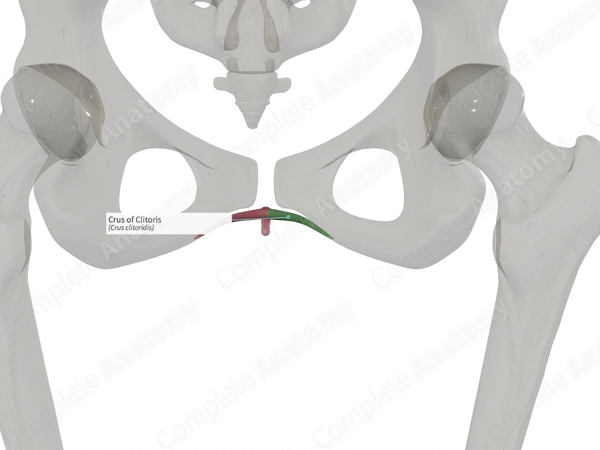 Crus of Clitoris (Left)