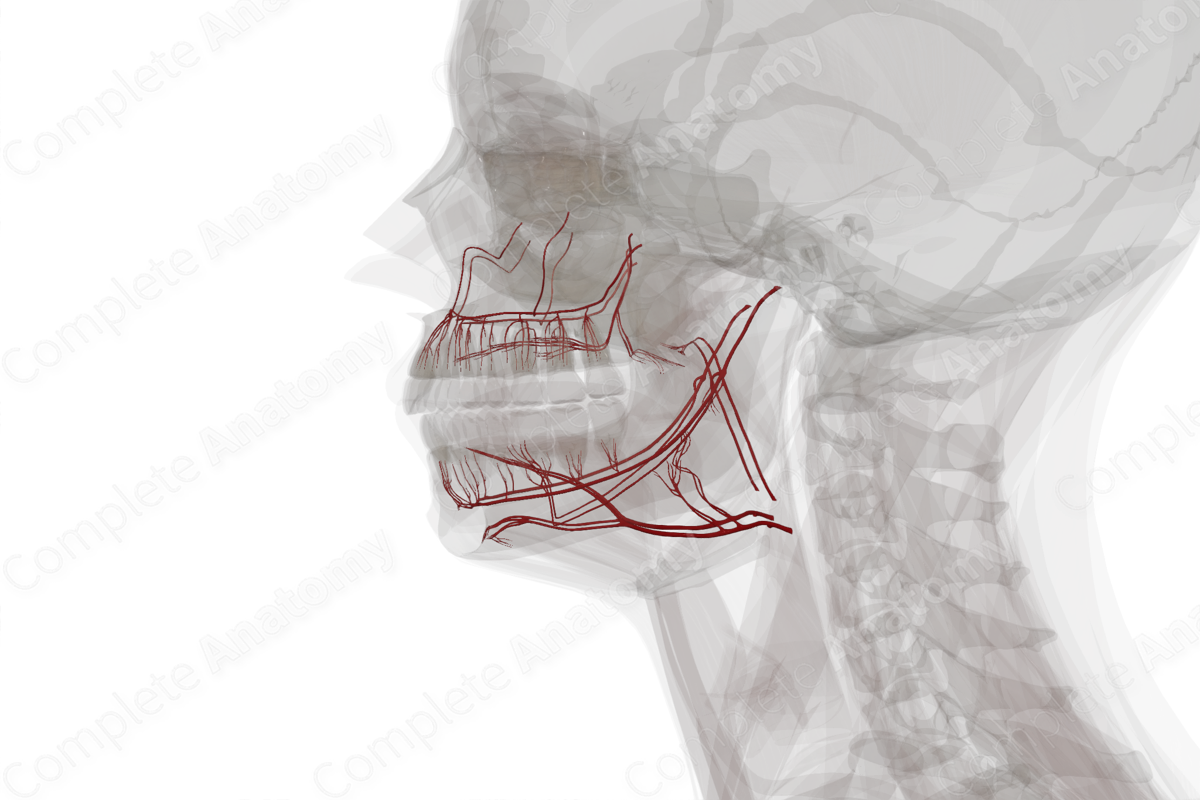 Arteries of Oral Cavity