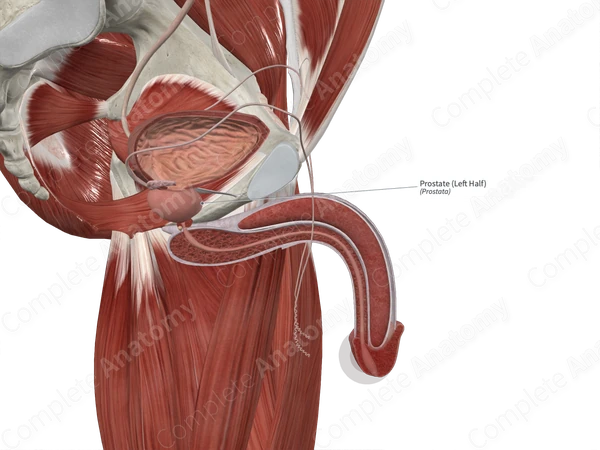 Prostate (Left Half)