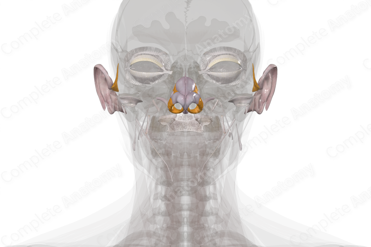 Connective Tissue of Head & Neck