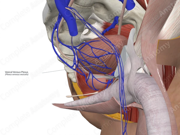 Vesical Venous Plexus 