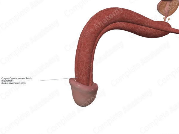 Corpus Cavernosum of Penis (Right Half)