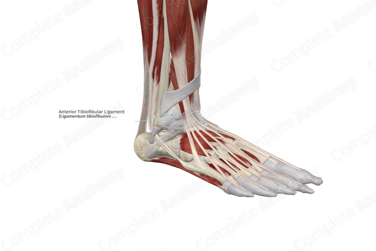 Anterior Tibiofibular Ligament 