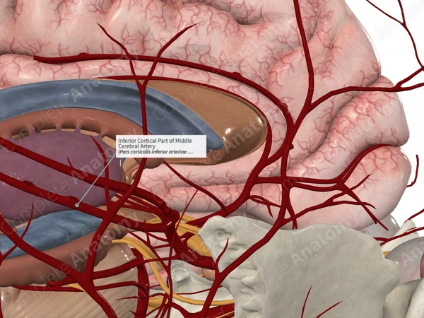 Inferior Cortical Part of Middle Cerebral Artery 