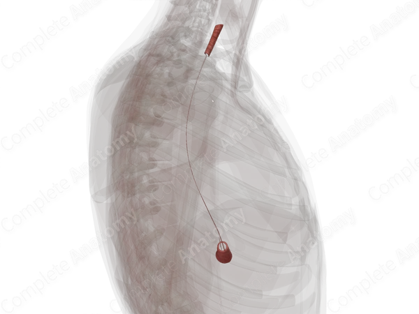 Circular Muscular Layer of Esophagus