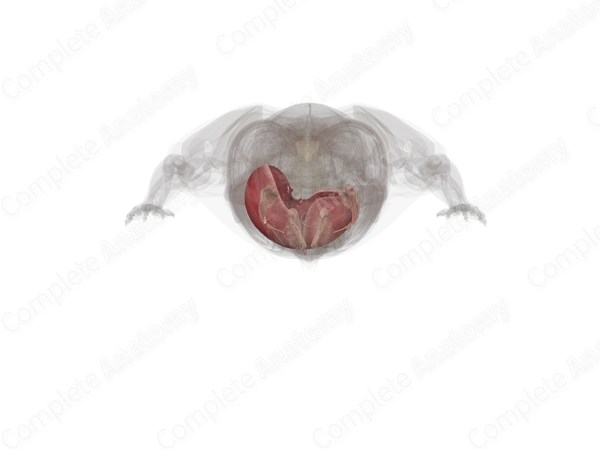 Accessory Digestive Organs