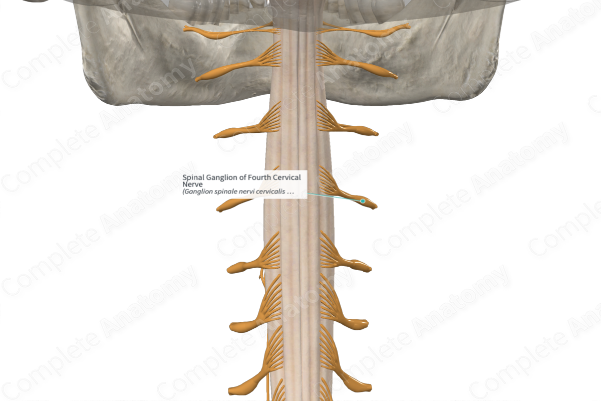 Spinal Ganglion of Fourth Cervical Nerve 
