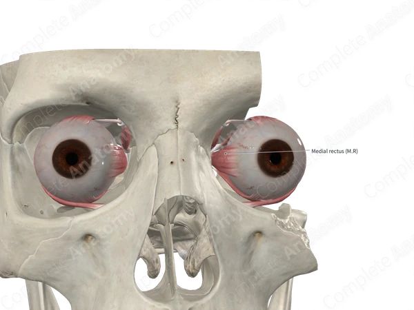 Medial Rectus Muscle