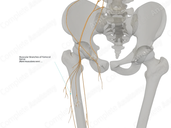 Muscular Branches of Femoral Nerve