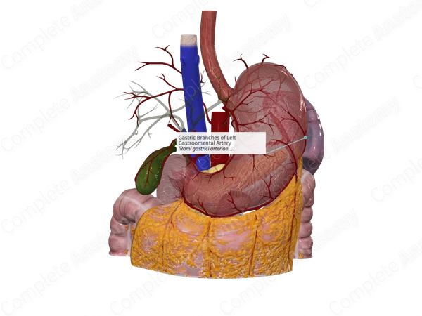 Gastric Branches of Left Gastroomental Artery