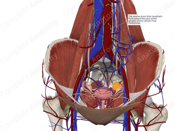 Inferior Mesenteric Nodes