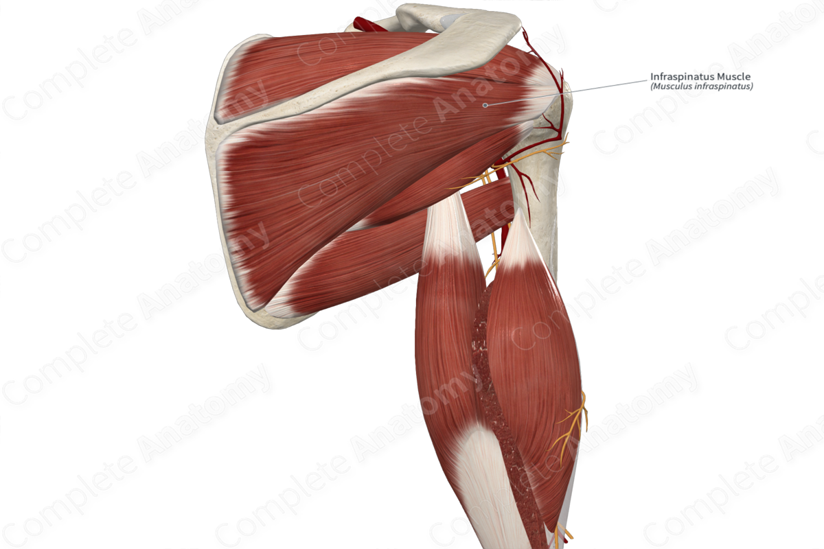 Infraspinatus Muscle 