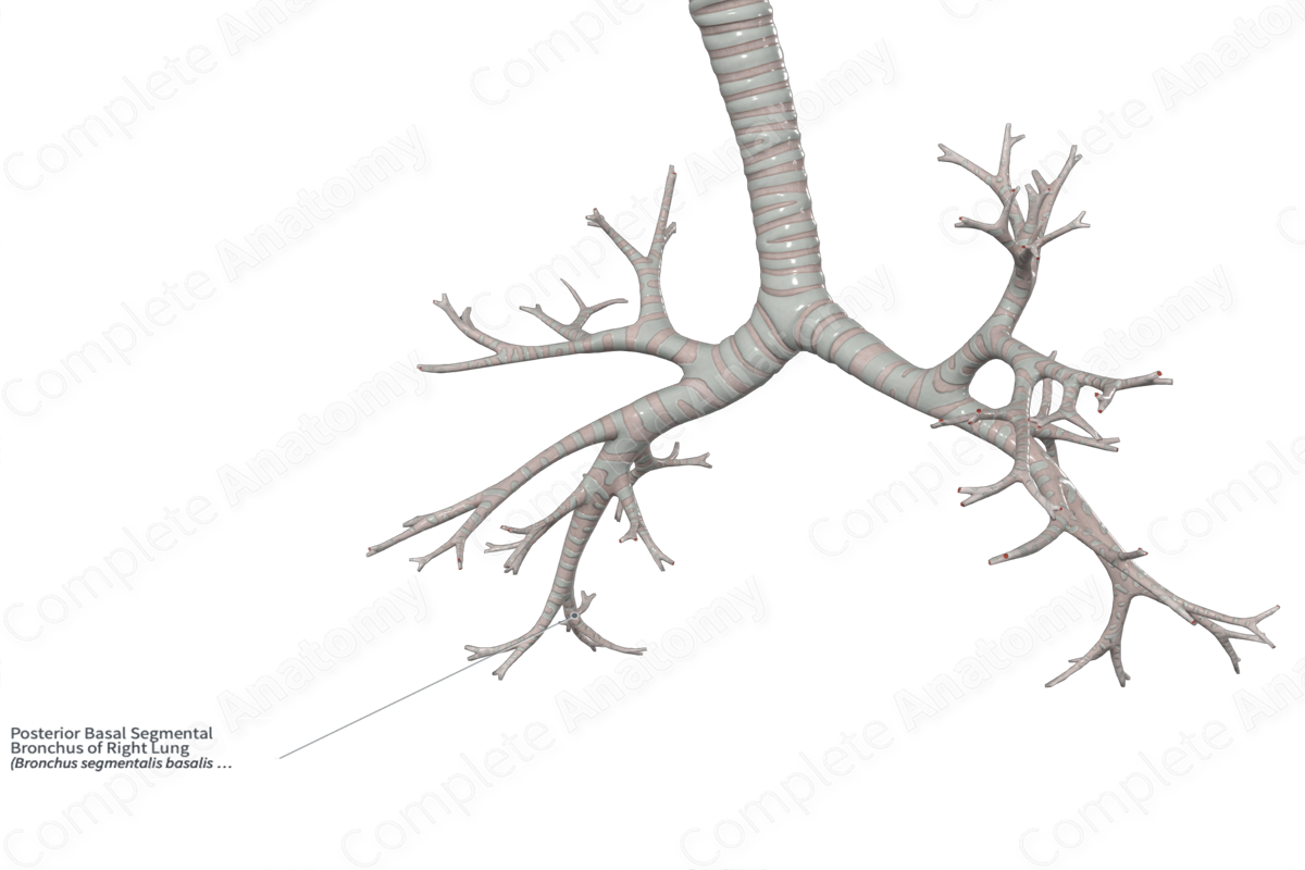 Posterior Basal Segmental Bronchus of Right Lung