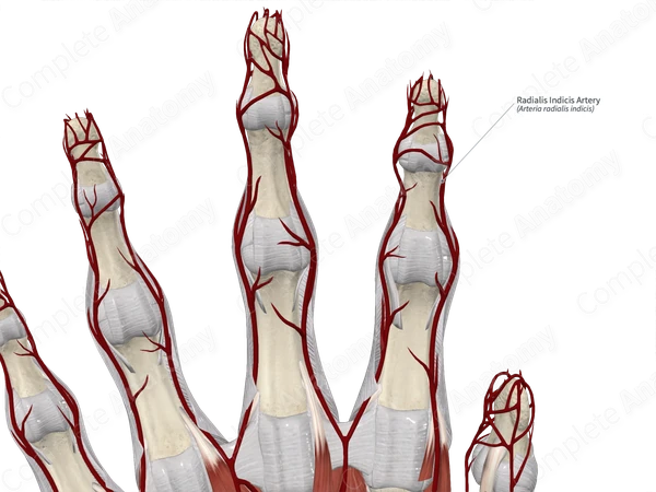 Radialis Indicis Artery