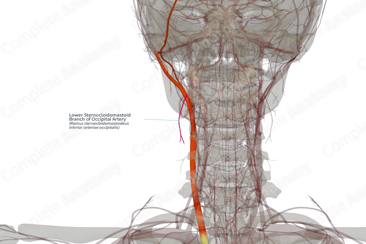Lower Sternocleidomastoid Branch of Occipital Artery (Right)
