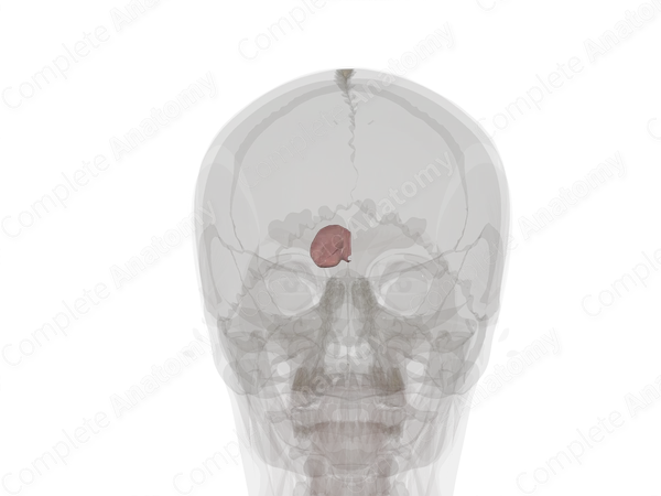 Thalamus (Left)