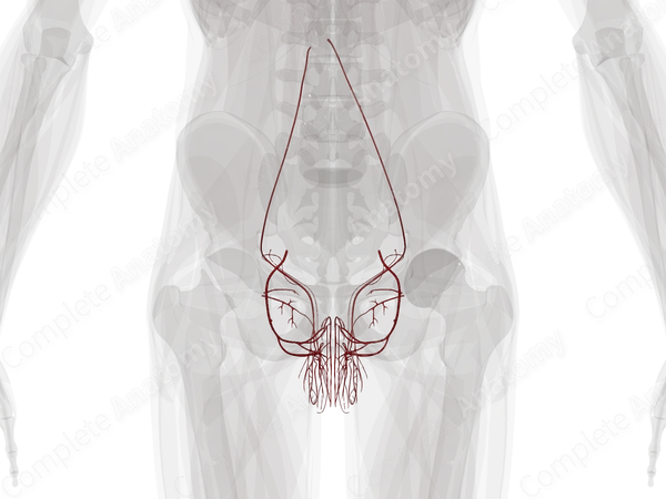 Arteries of Male Genital System