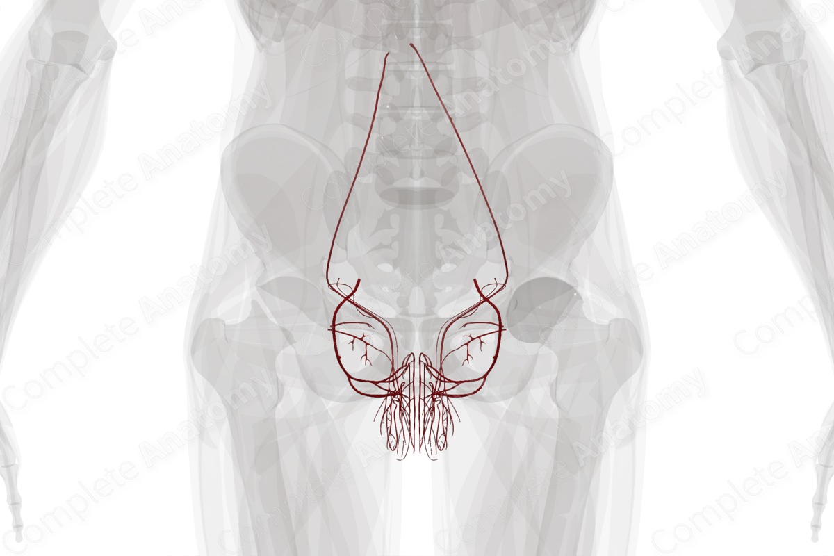 Arteries of Male Genital System