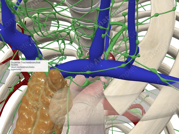 Superior Tracheobronchial Nodes