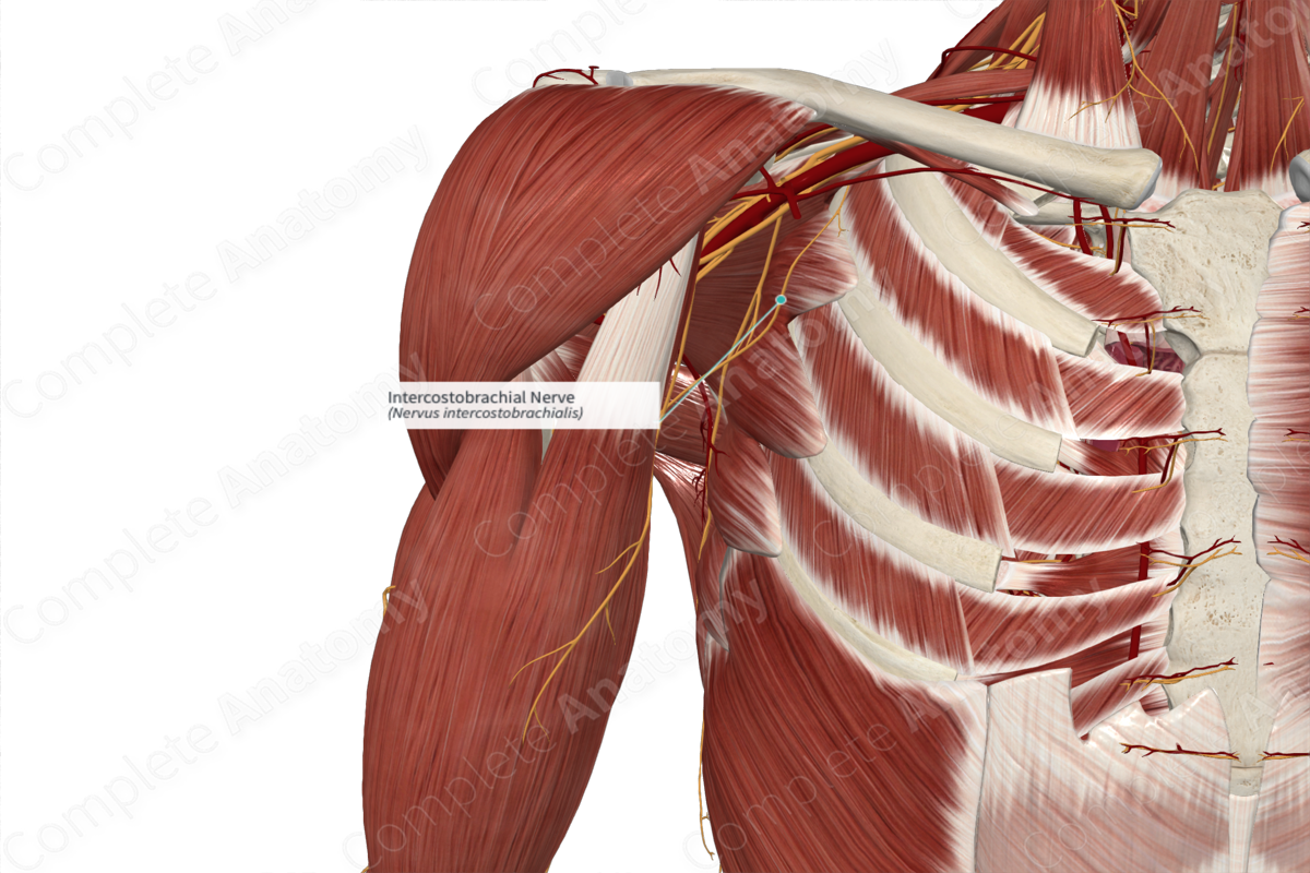 Intercostobrachial Nerve Complete Anatomy