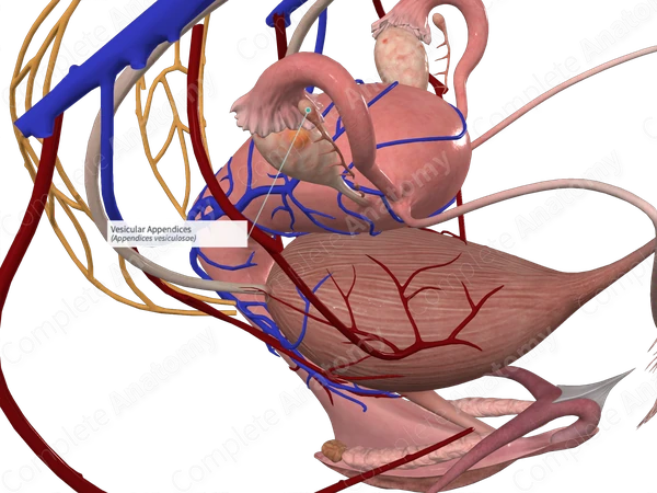 Vesicular Appendices