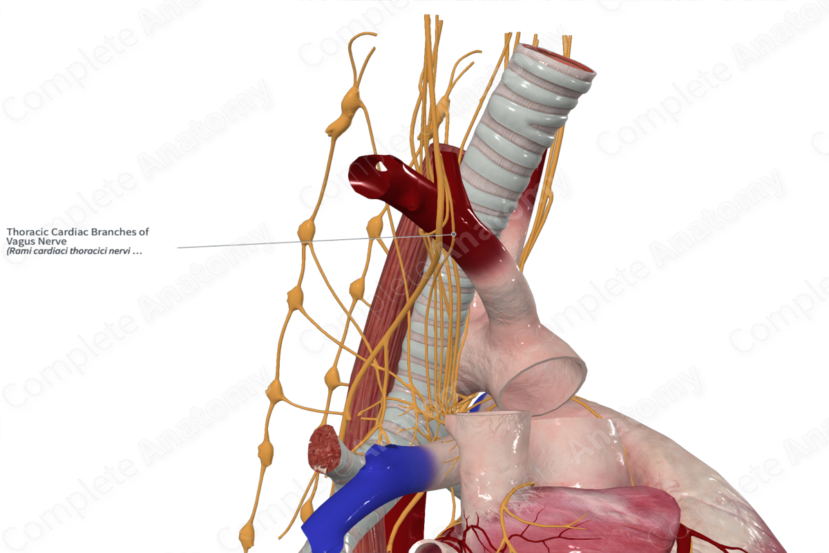 Thoracic Cardiac Branches of Vagus Nerve