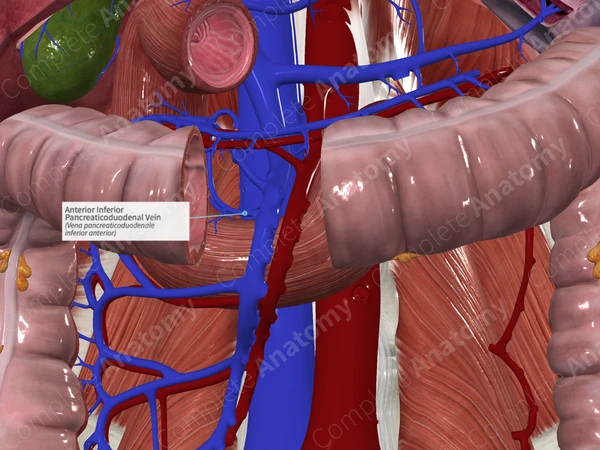 Anterior Inferior Pancreaticoduodenal Vein