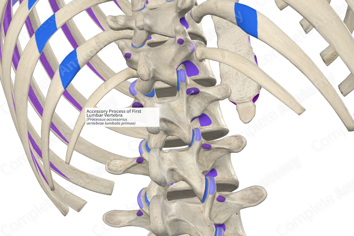 Accessory Process of First Lumbar Vertebra (Right)