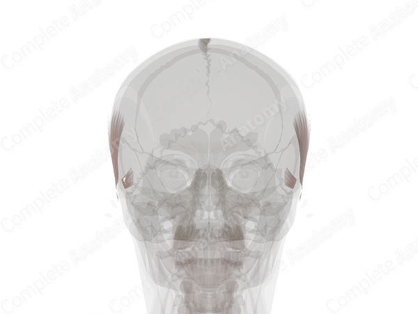 Extrinsic Auricular Muscles