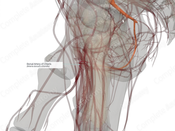 Dorsal Artery of Clitoris (Right)