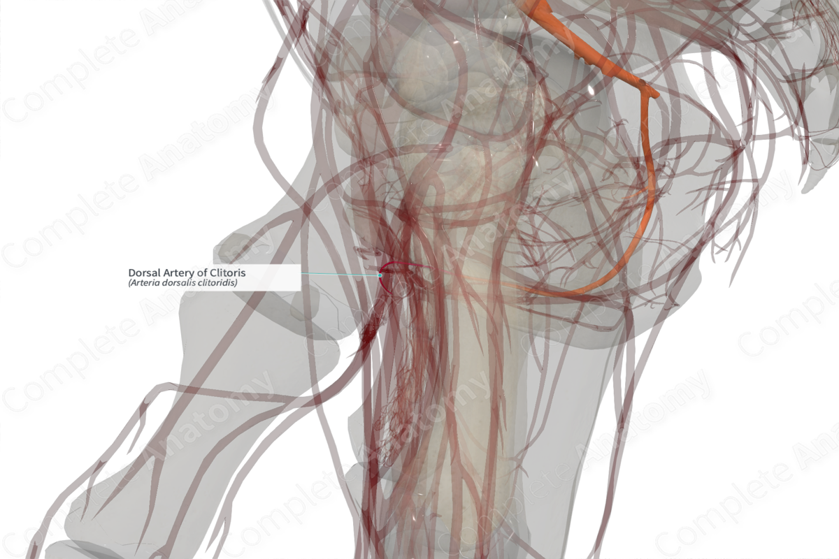 Dorsal Artery of Clitoris (Right)