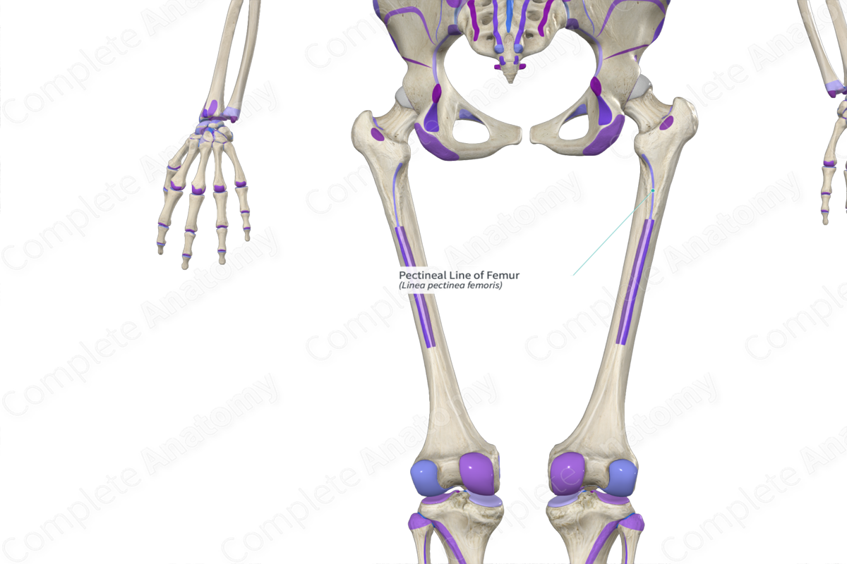 Pectineal Line of Femur Complete Anatomy