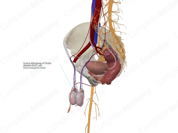 Tunica Albuginea of Testis (Medial Part; Left)
