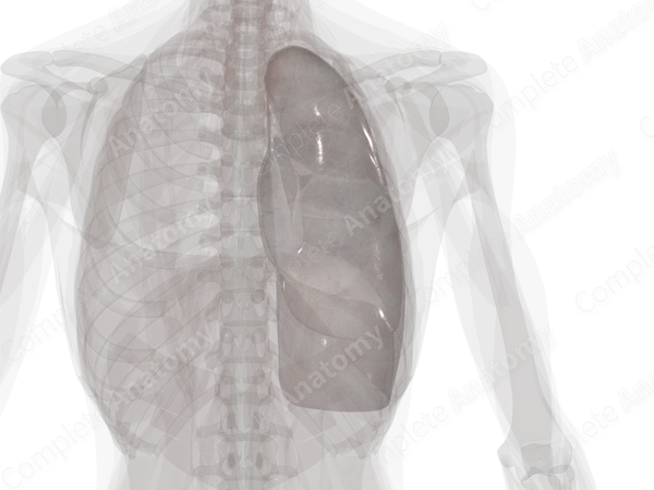 Pleura (Right Lung)