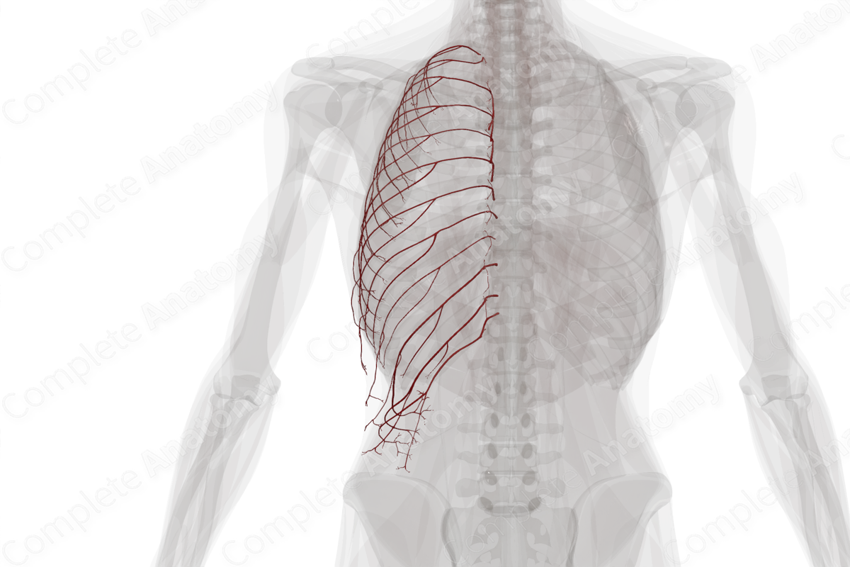 Posterior Intercostal Arteries (Left)