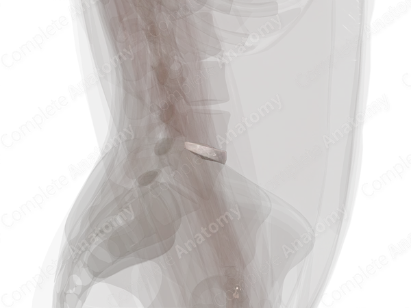 Intervertebral Symphysis (L4-L5)