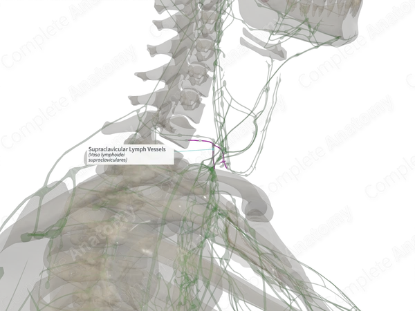 Supraclavicular Lymph Vessels (Left)