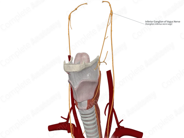 Inferior Ganglion of Vagus Nerve