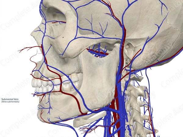 Submental Vein