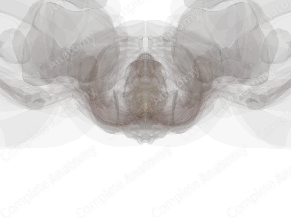 Central Arteries