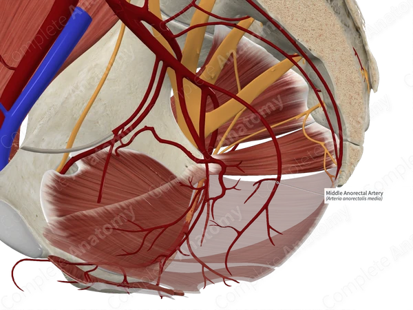 Middle Anorectal Artery 
