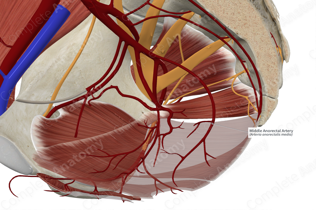 Middle Anorectal Artery 