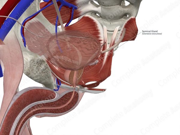 Seminal Gland