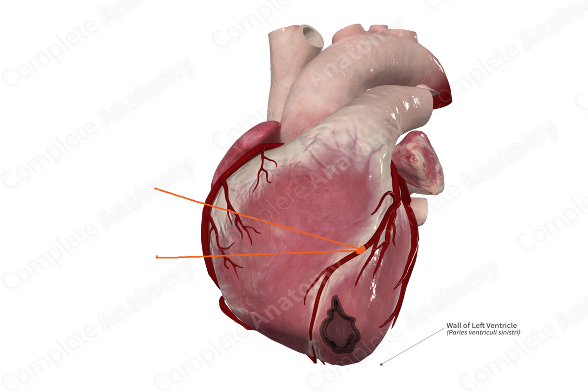 Wall of Left Ventricle