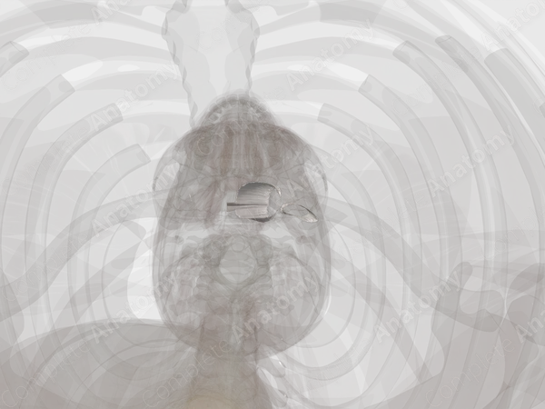 Sternoclavicular Joint (Left)